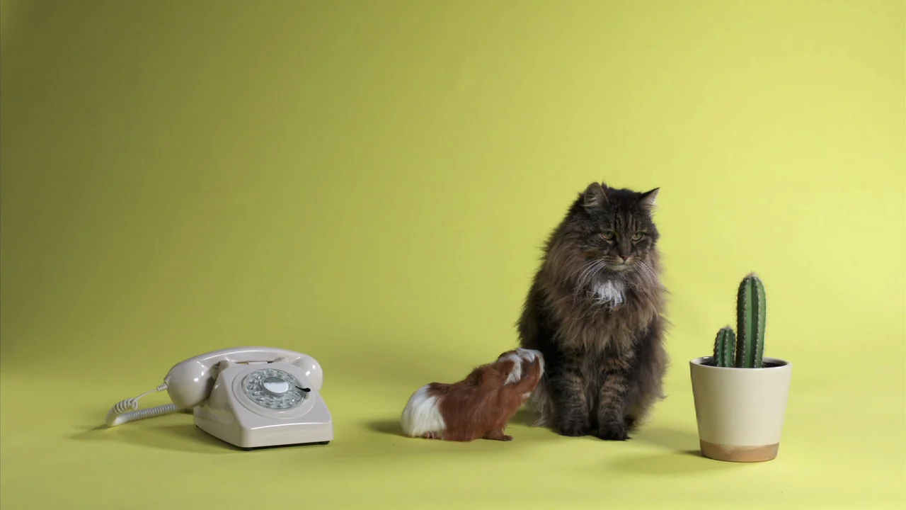 A cat sits beside a white telephone and a cactus against a yellow background in Listen.